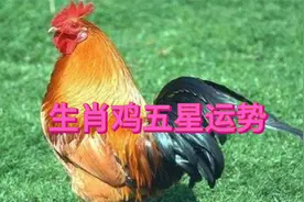 生肖鸡五行运势视频封面