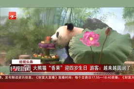 经视头条 大熊猫“香果”迎四岁生日 游客：越来越圆润了视频封面