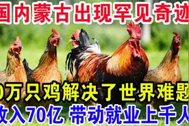 中国内蒙沙漠养鸡造奇迹，年入70亿千人就业 网友评论：人定胜天视频封面