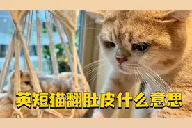 英短猫翻肚皮的真正含义，是这些！