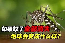 蚊子在地球上的作用是什么？如果蚊子全部消失，会发生什么？