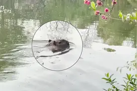 三只卡皮巴拉淡定逃离动物园，网友：整个扬州都在找它们视频封面