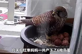 红隼鸟到家，眼前的一幕真的是暖爆了