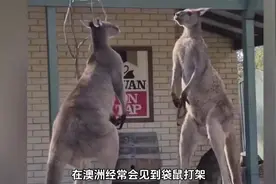 袋鼠刚出生时才2克，靠自己爬到育儿袋，长大的速度真快啊