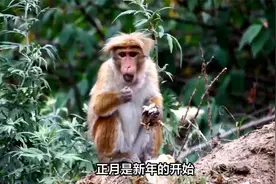 属猴人的最佳出生月份：哪月的猴最具智慧，事业飞跃，健康长寿视频封面