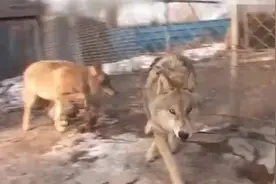 狼王从小被小女孩收养，长大后的它对小女孩收起了锋利的獠牙！