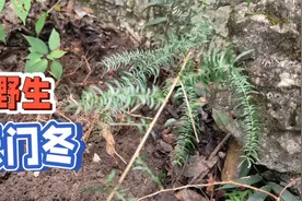 中药材种植未来趋势可观，学点药材种植技术不会错，你学会了多少视频封面