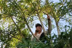 油甘果药用价值高，很多朋友拿它泡酒喝，你知道有什么用途吗？视频封面