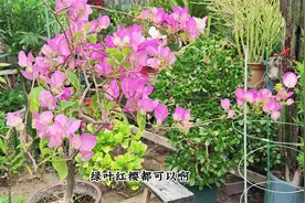 三角梅“漳州红樱”，勤花又漂亮，一棵能开多种颜色，一年开多次视频封面