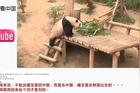 韩国公布福宝回中国消息 韩国网友：福宝在韩国出生 应该属于我们视频封面