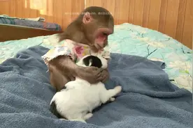 美女养的猴子在家里，这猴子偷别人小狗回来，猴子抱着狗狗睡觉视频封面