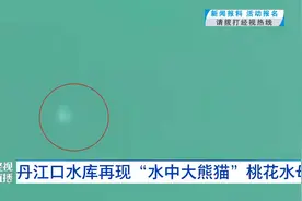 丹江口水库再现“水中大熊猫”桃花水母视频封面