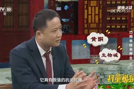 鱼腥草中含有黄酮、生物碱类化合物，具有很强的抗炎抗菌作用视频封面