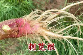 刺苋可以用来煲汤煮水，它有什么用处呢？