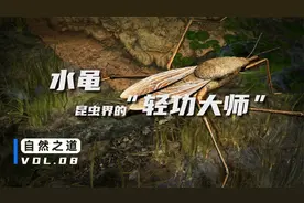 水黾的“轻功水上漂”绝技，是如何练成的？