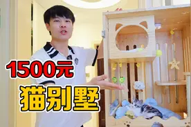 我花1500元给小猫打造了一栋别墅，猫咪终于有家了视频封面