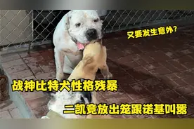 战神比特犬性格残暴，二凯竟放出笼跟诺基叫嚣，又要发生意外？视频封面