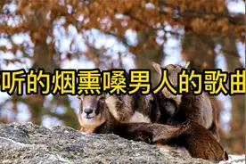 19首好听的烟熏嗓男人的歌曲，最经典好听的歌曲，快来一起收藏吧视频封面