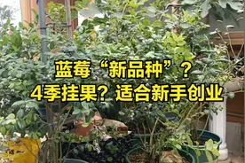 蓝莓“新品种”？4季挂果？适合新手创业视频封面