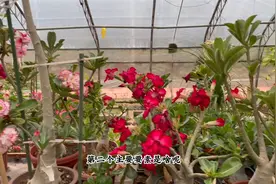 想养开花植物，记住开花“3要素”，缺一不可，做不到就别养了视频封面