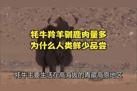 牦牛羚羊驯鹿肉量多，为什么人类鲜少品尝？视频封面