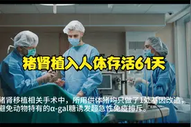 猪肾移植人体后再创生存记录视频封面