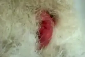 袋鼠刚出生时才2克，靠自己爬到育儿袋，长大的速度真快啊