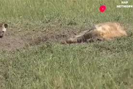 狮子猎杀鬣狗全过程,这是我见过死得最惨的非洲鬣狗视频封面