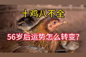十鸡八不全，69年属鸡人的晚年生活，56岁后的运势怎么转变视频封面