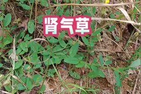 神奇草药肾气草煮猪耳的秘密，民间懂的老人都会用，你用过吗？视频封面