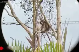 猴子连水稻都要啃食精光，印尼猎人用气枪爆头猴子（转载）
