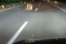 吉林男子深夜跑国道，偶遇野生东北虎赶路 网友：你不捎他一段？视频封面