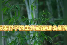 原来竹子的生长速度这么恐怖，怪不得我们都用竹筷子呢视频封面