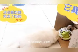 朋友送来一只还没满月的小狗，模样特别可爱，还有很多技能