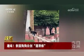 趣味！泰国狗狗自创“溜滑梯”