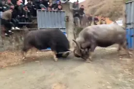 牛：你吼那么大声干什