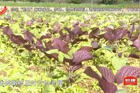 健康提醒——药食两用紫苏子 降脂降压益健康视频封面