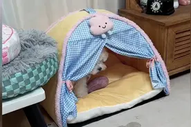 比熊的智商高于7岁小孩哟！小戏精哦！