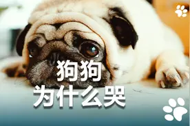 狗狗哭泣是因为什么？不知道的进来看！