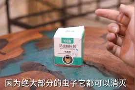 养花植物上长了虫子怎么办？园艺师教你，用防虫颗粒剂，简单有效视频封面
