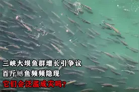 三峡大坝鱼群增长引争议，百斤鳡鱼频频隐现，它们会泛滥成灾吗？视频封面
