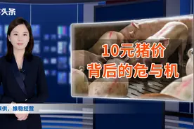 猪价背后的“危与机”！为什么10元猪价，不会太持久？视频封面