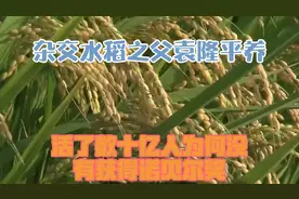 杂交水稻之父袁隆平，养活了数十亿人，为何没有获得诺贝尔奖？