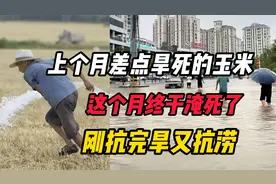 上个月差点旱死的玉米，这个月终于淹死了，河南刚抗完旱又抗涝