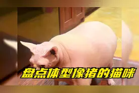 盘点体型像猪的猫咪，主人一手都抱不动，你们这是投错胎了吧！视频封面