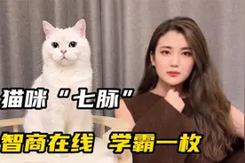 猫咪“七脉”坐拥百万粉丝 网友：智商在线 学霸一枚视频封面