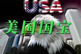 白头海雕：美国国宝到底长啥样？视频封面