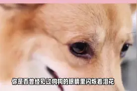 狗狗真的会哭吗？是的，狗狗也会哭！