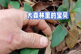 深山的小树林里全是宝贝，样样都是价值连城，你认识几种呢？