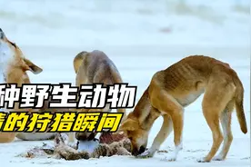 15种野生动物残酷无情的狩猎时刻，狗熊战老虎，狮子逮驴子！视频封面
